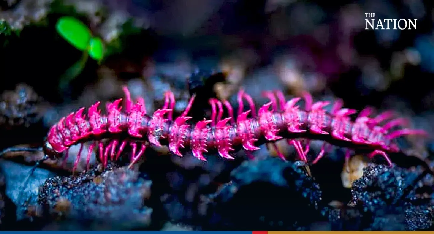 Animal world has its own toxic killer and it’s shocking pink Animal world has its own toxic killer and it’s shocking pink