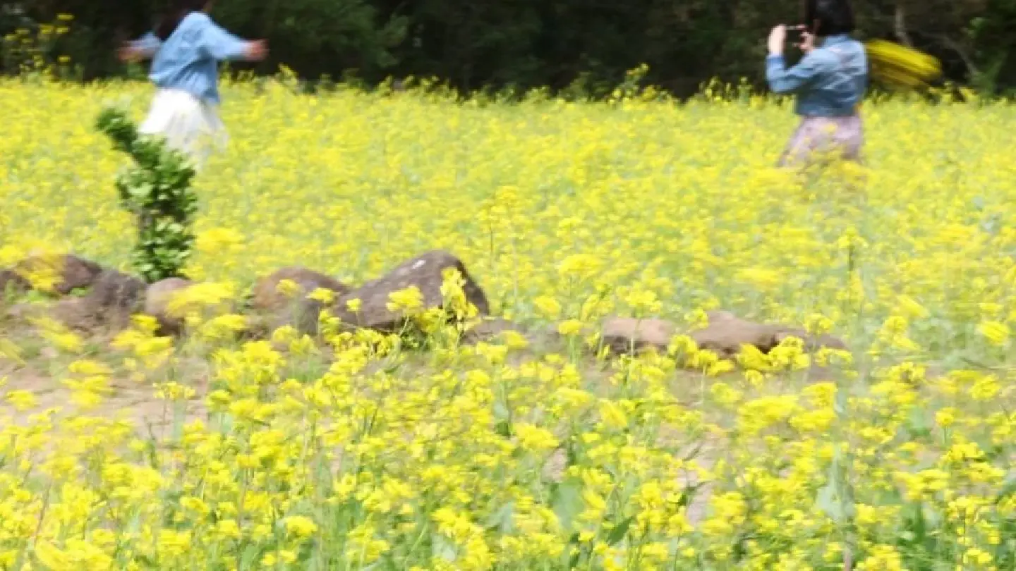 Will Jeju Island remain top destination even with ‘entry fee?’