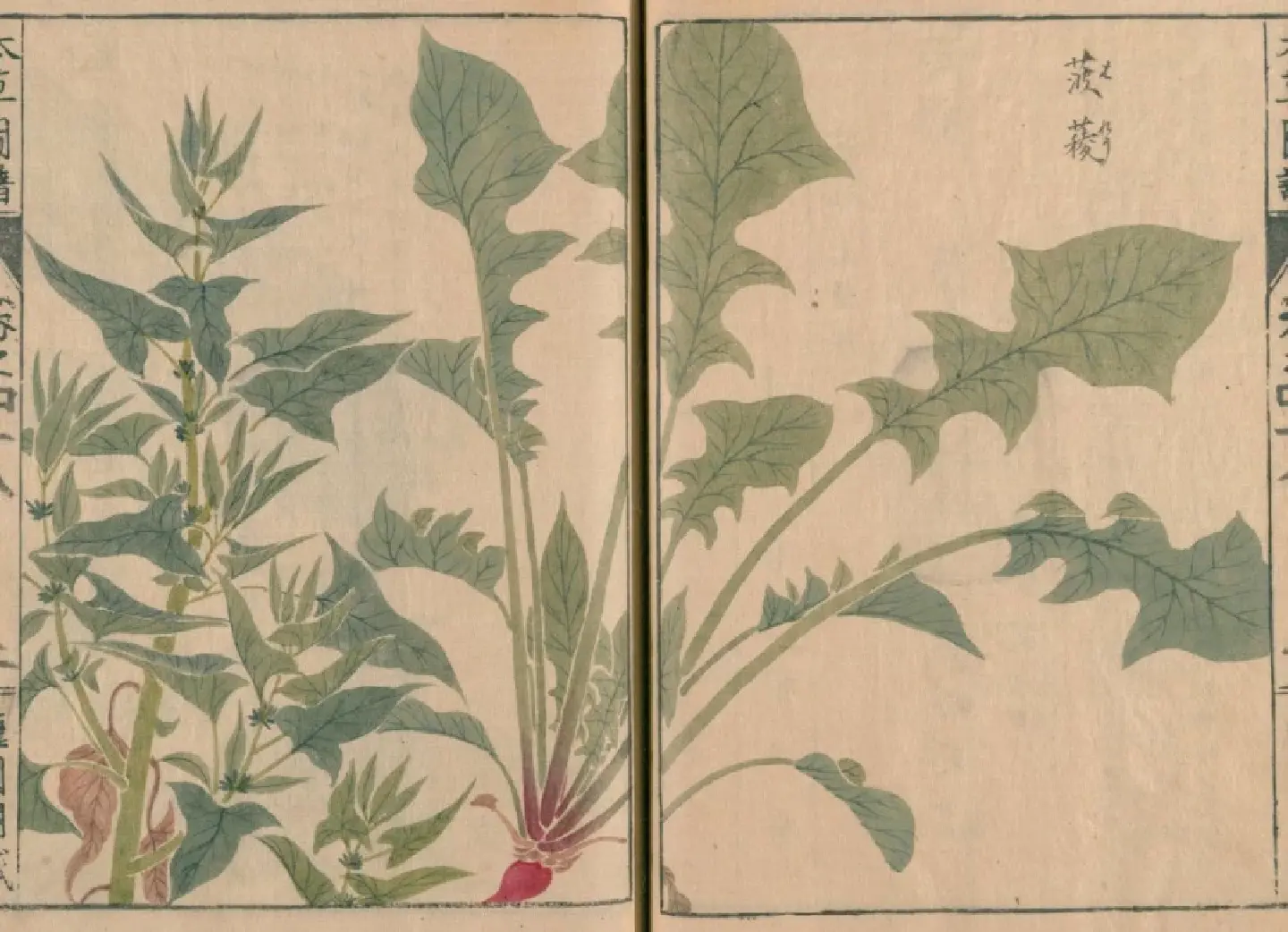 When Nepal gifted spinach to China