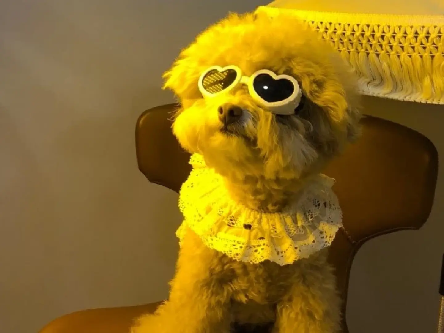 Laser skin treatments, full course meals: luxury life of pets in Korea