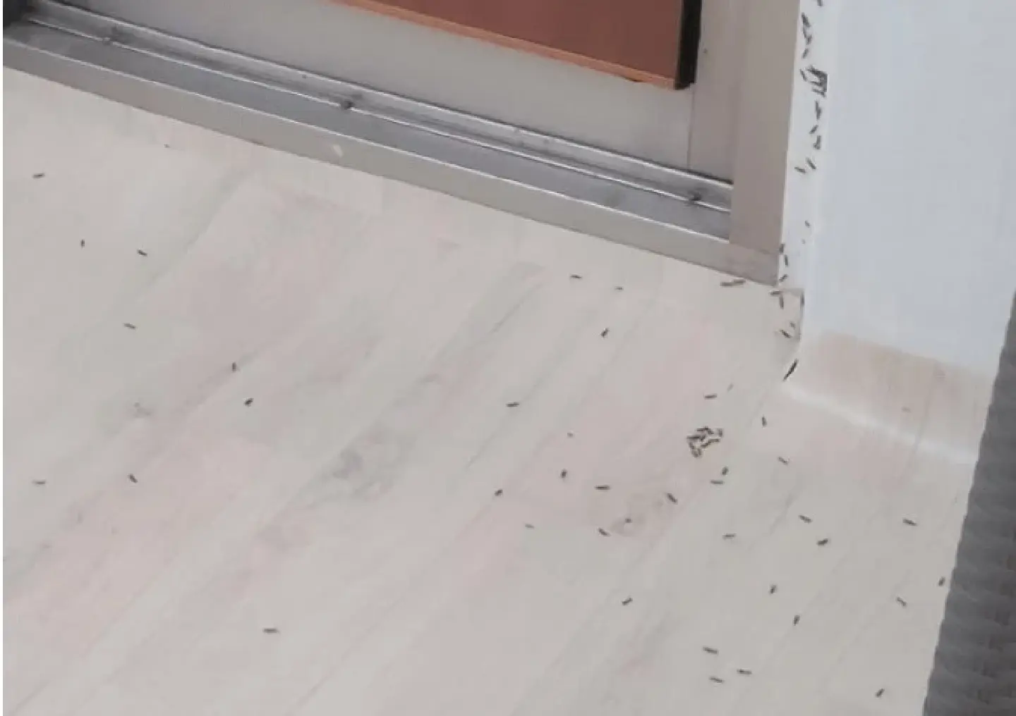 Drywood termites, pests commonly found in tropical regions, appear in Seoul Drywood termites, pests commonly found in tropical regions, appear in Seoul