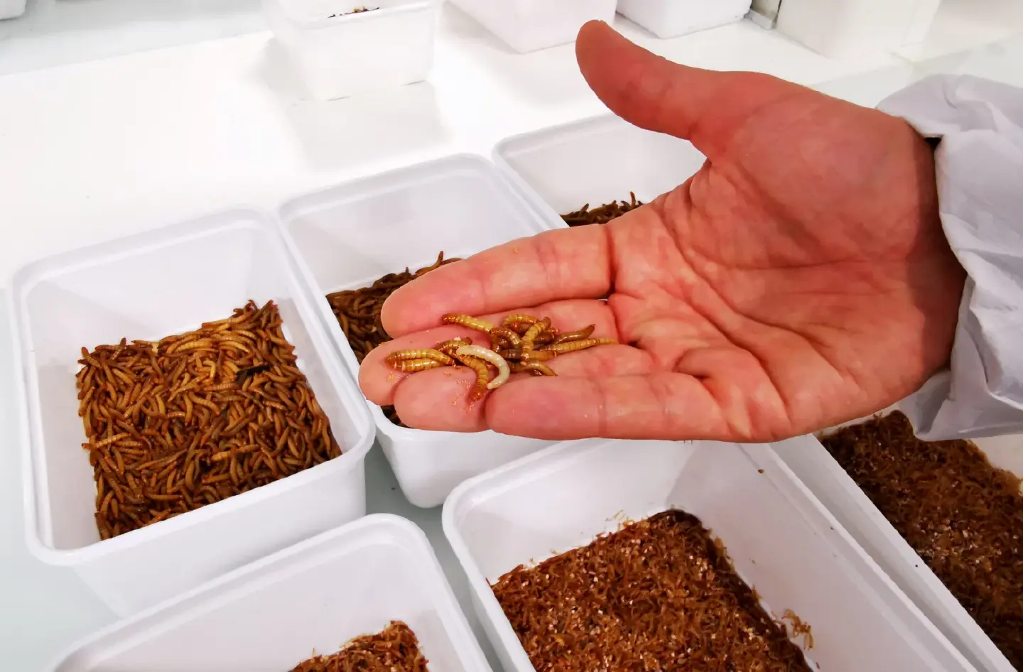 Protein source and methane mitigator - German scientists see insects as key Protein source and methane mitigator - German scientists see insects as key