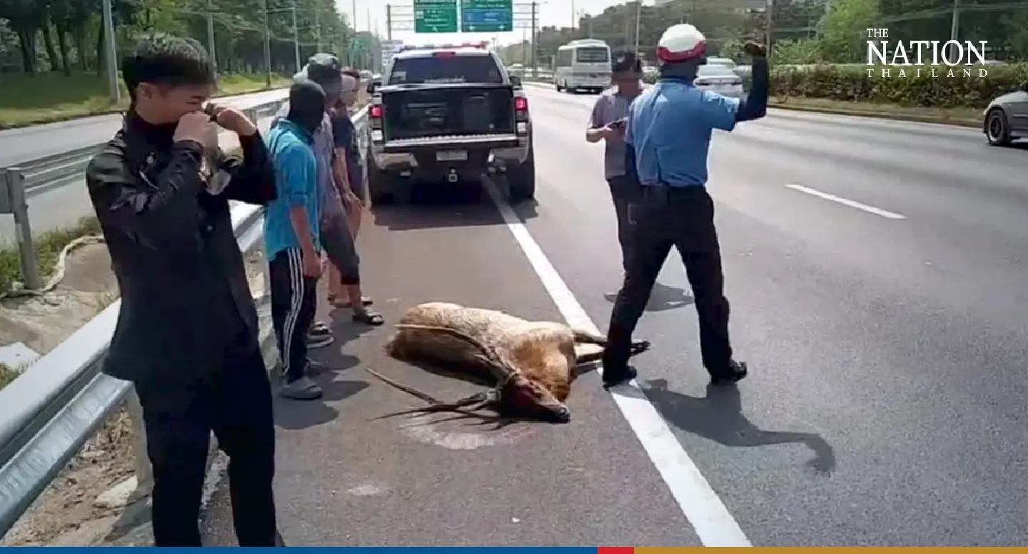 Wild deer slams into Mercedes on 12-lane Bangkok highway