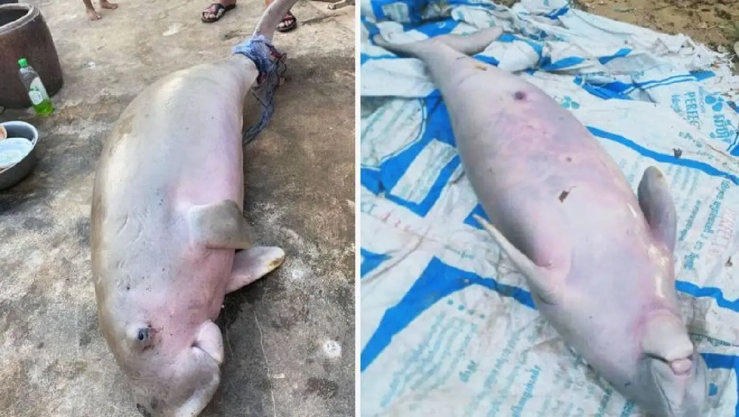 Cambodian fisheries officers probe source of dugong meat for sale at market