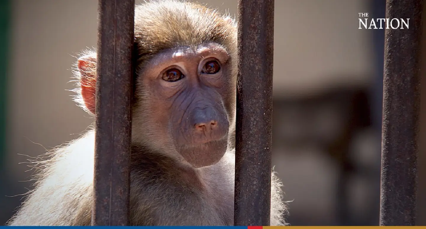 Two wildlife poachers arrested, 34 macaques bound for Laos freed, police say