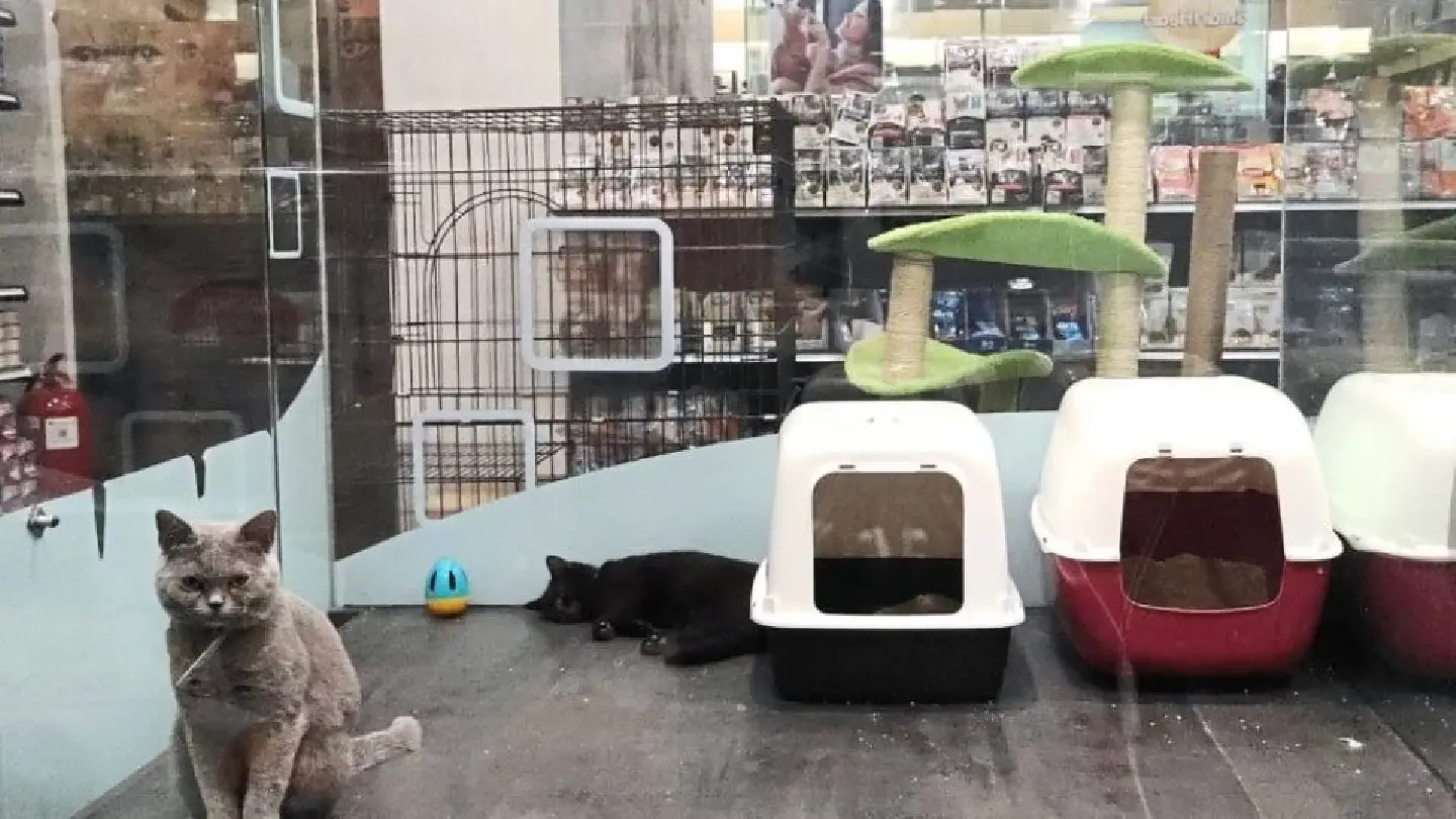 Selangor plans to ban pet stores from selling cats and dogs