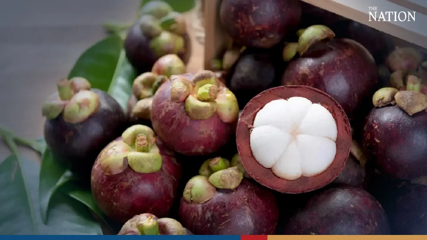 Mangosteen prices rise above 100 baht per kilo at orchards in South Mangosteen prices rise above 100 baht per kilo at orchards in South