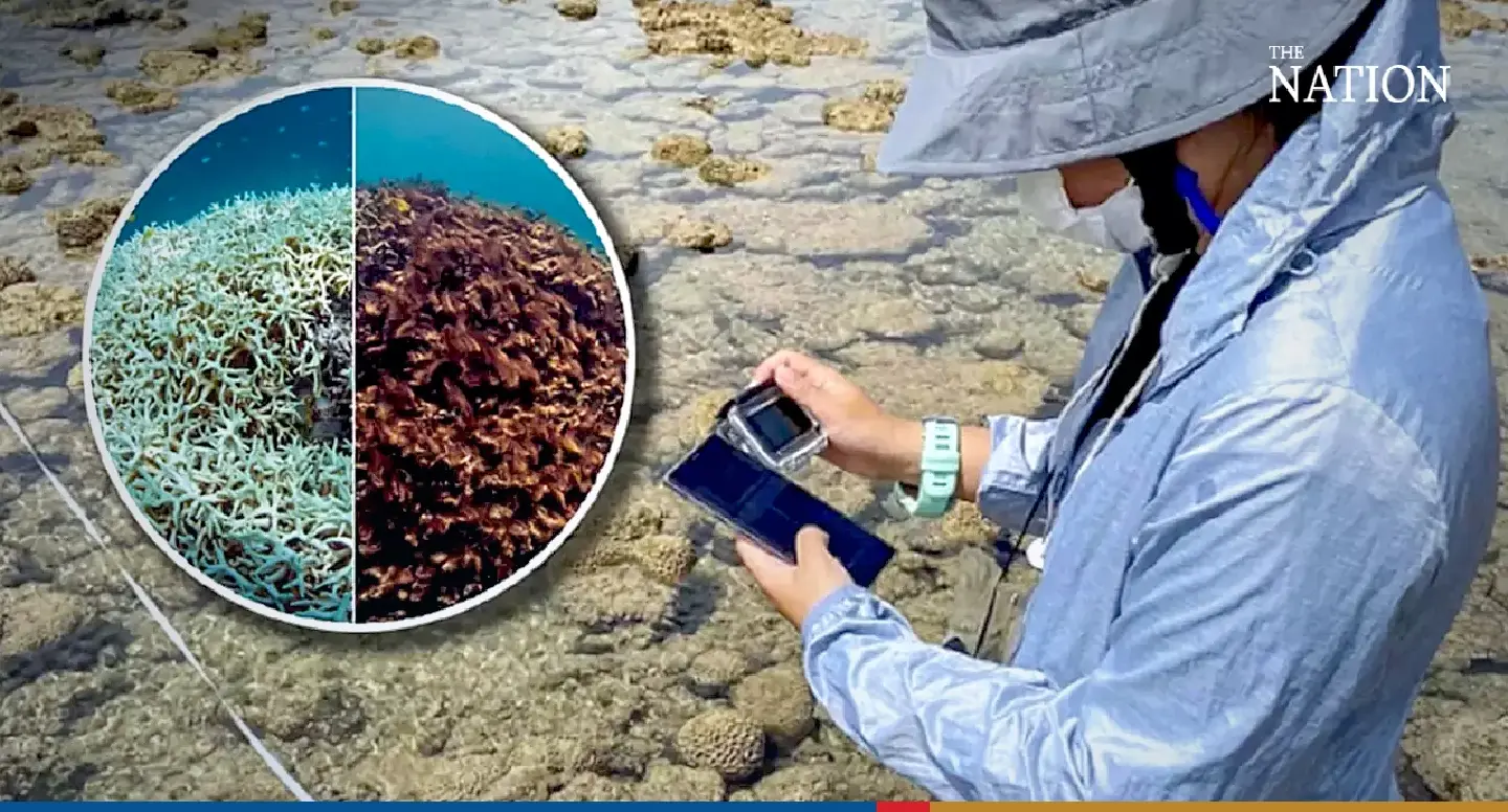 Global warming is already devastating Thai marine life, marine ecologist warns Global warming is already devastating Thai marine life, marine ecologist warns