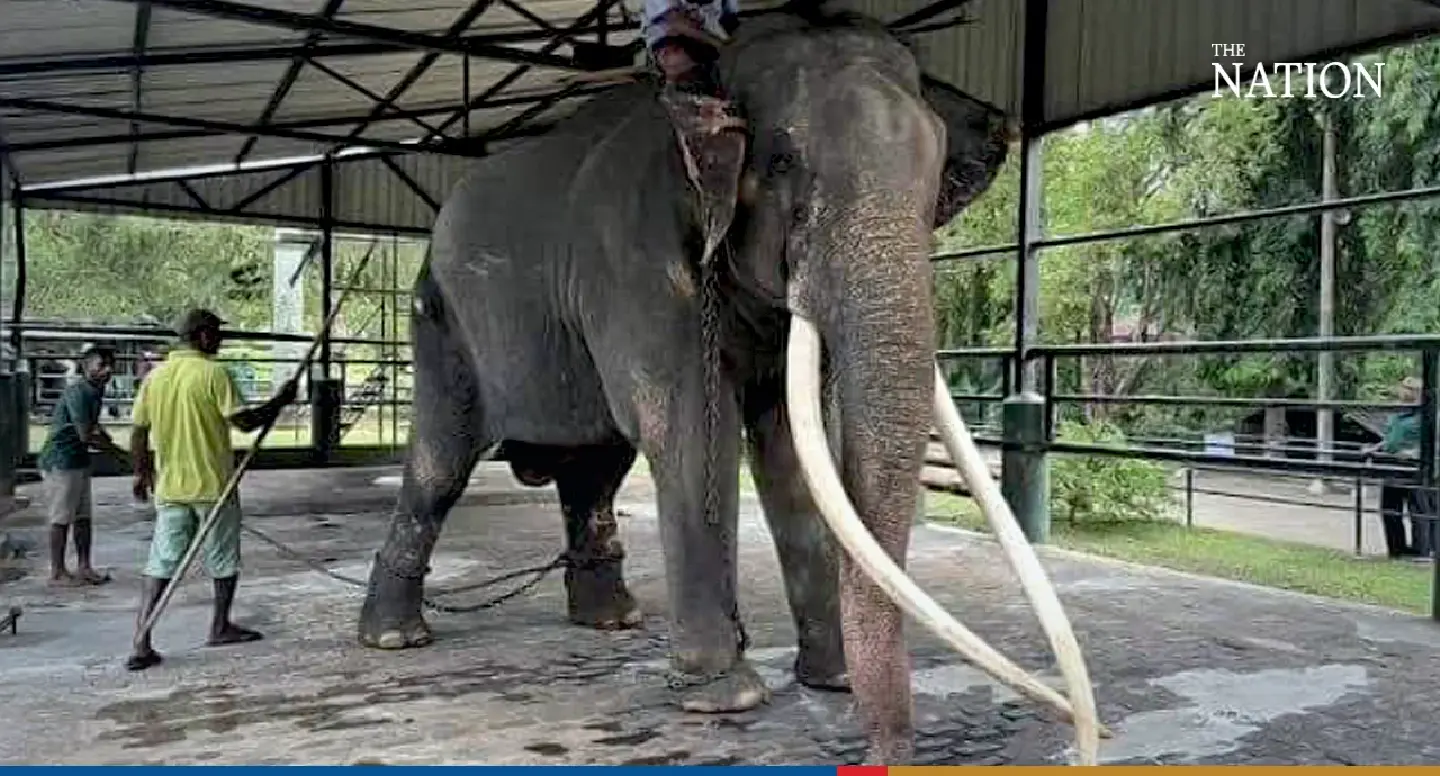 Govt intervenes to rescue emaciated, sick Thai elephant from Sri Lanka Govt intervenes to rescue emaciated, sick Thai elephant from Sri Lanka
