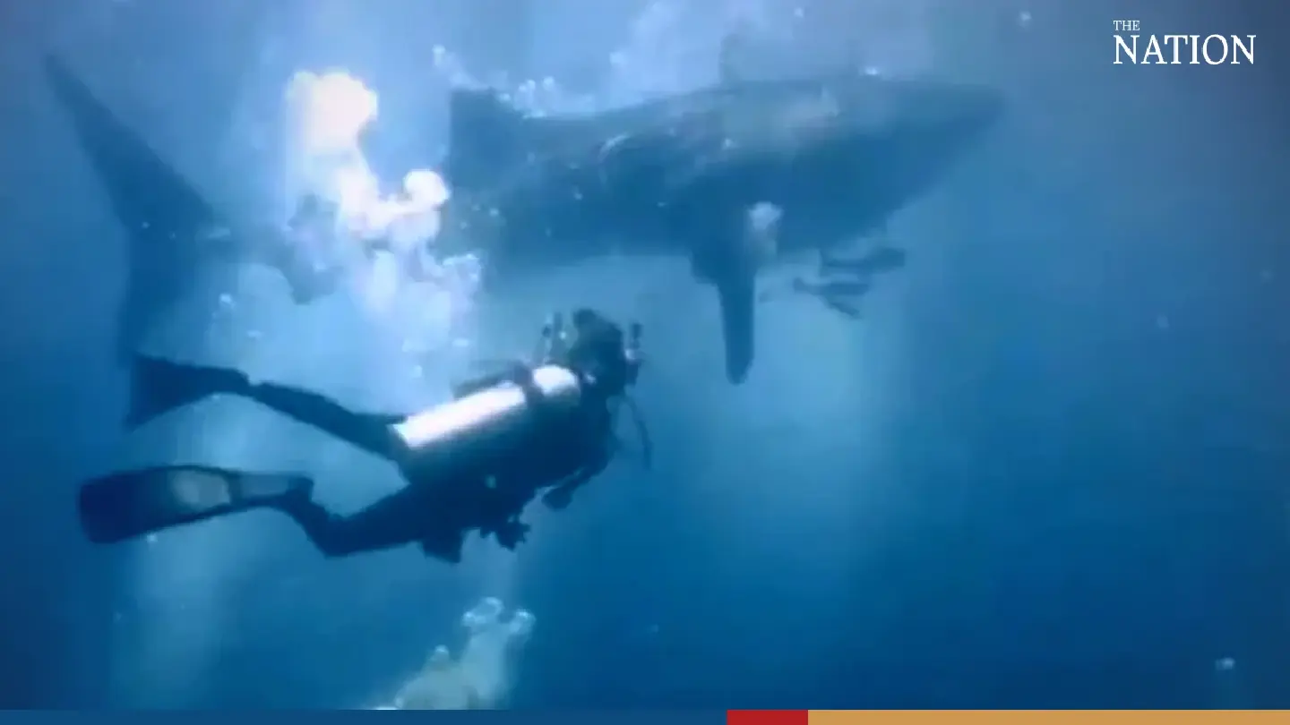 Divers off Krabi sight six-metre-long whale shark Divers off Krabi sight six-metre-long whale shark