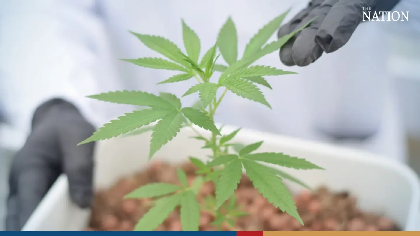 Recriminalising cannabis may kill Thailand’s flowering weed industry: experts
