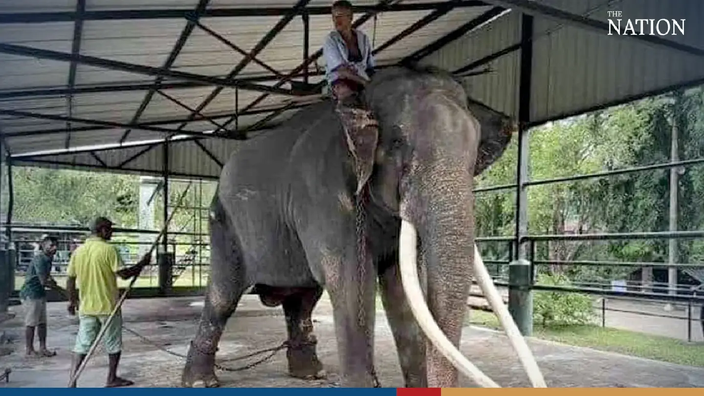 Emaciated, sick elephant in Sri Lanka to return to Thailand on July 1 Emaciated, sick elephant in Sri Lanka to return to Thailand on July 1
