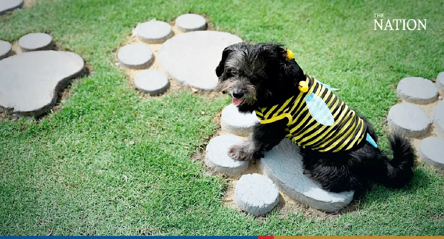 Pet food maker is recycling plastic bags to make benches in park for dogs Pet food maker is recycling plastic bags to make benches in park for dogs