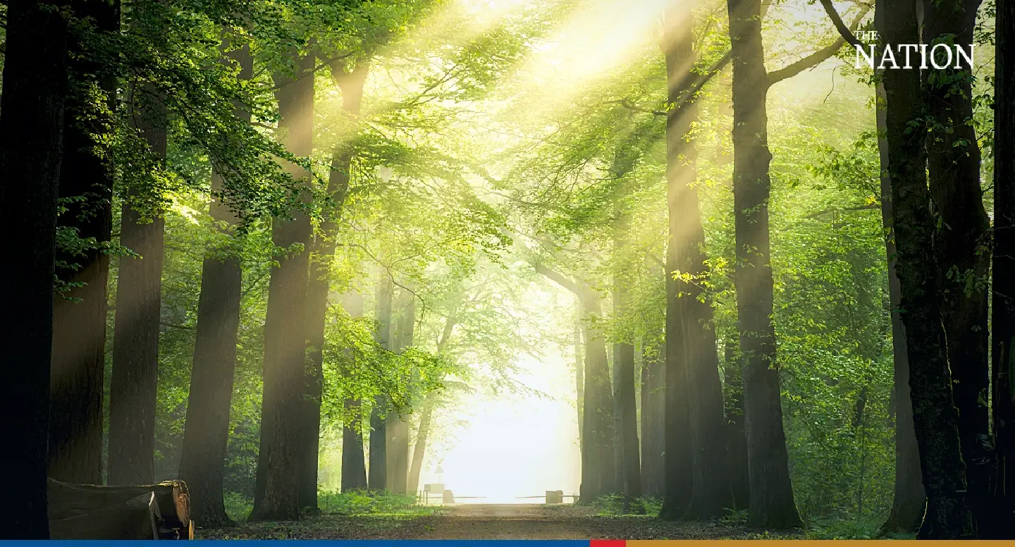 Ambitious Saudi tree-planting project 'an export opportunity for Thailand' Ambitious Saudi tree-planting project 'an export opportunity for Thailand'