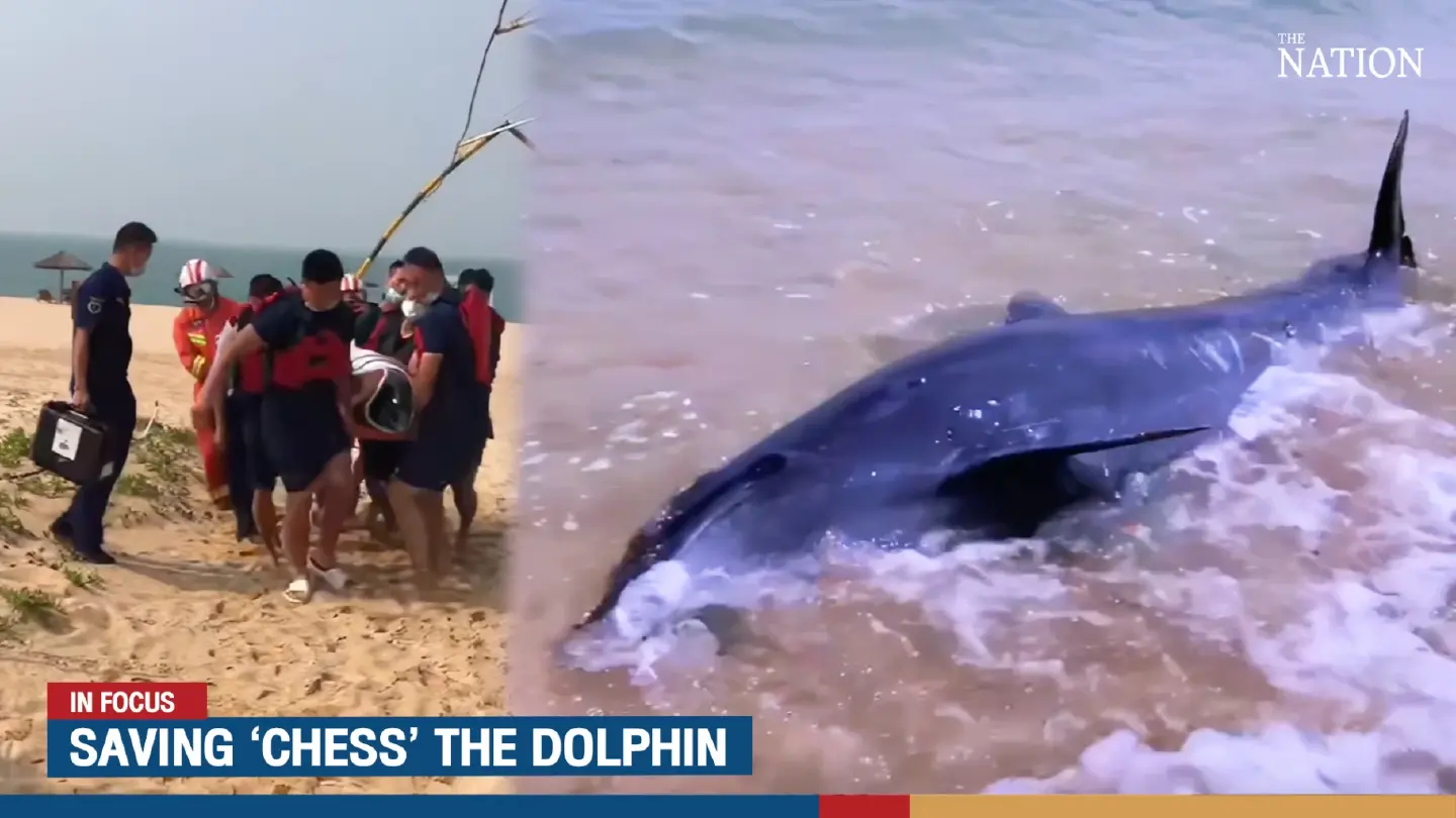 Saving a dolphin named ‘Chess’ – video highlights growing bond with marine life