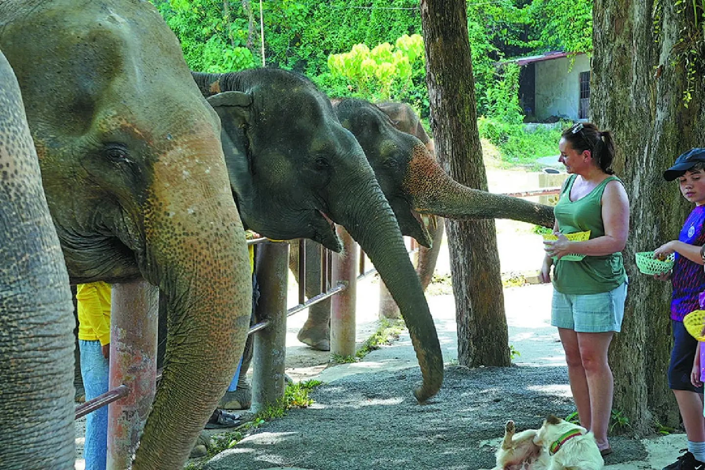 An eco-friendly trip in Phuket