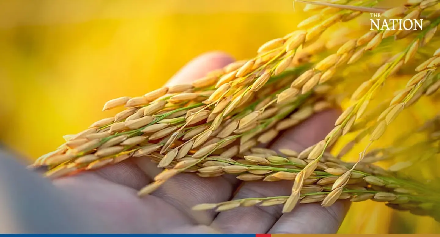 Thai rice sales see increased demand at Thaifex 2023 Thai rice sales see increased demand at Thaifex 2023