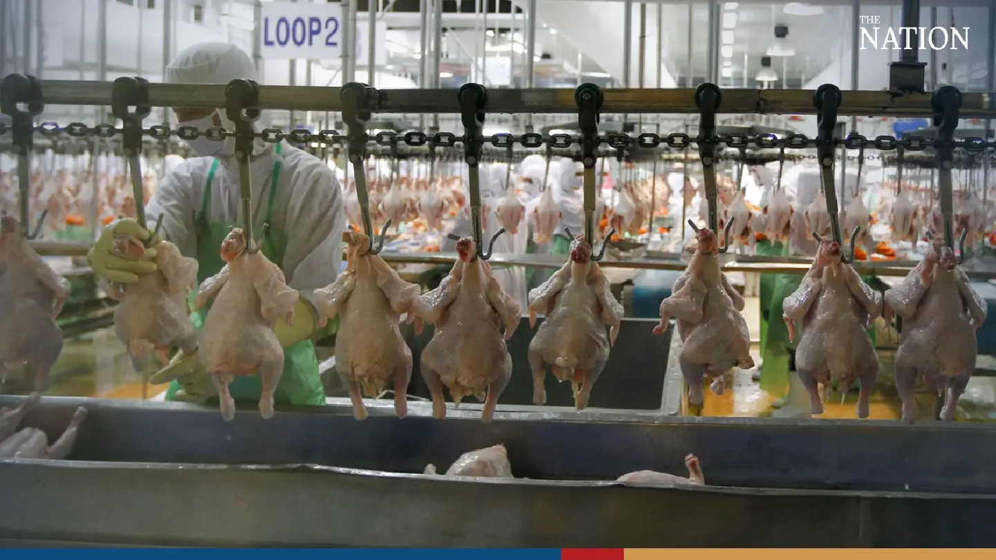 Thai chicken farmers get new online dashboard to monitor markets
