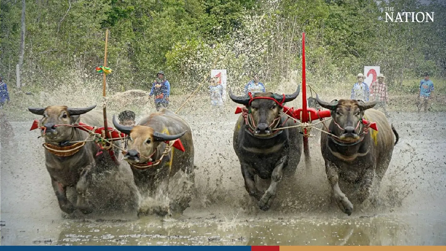 Buffalo soldiers battle for supremacy in Chonburi