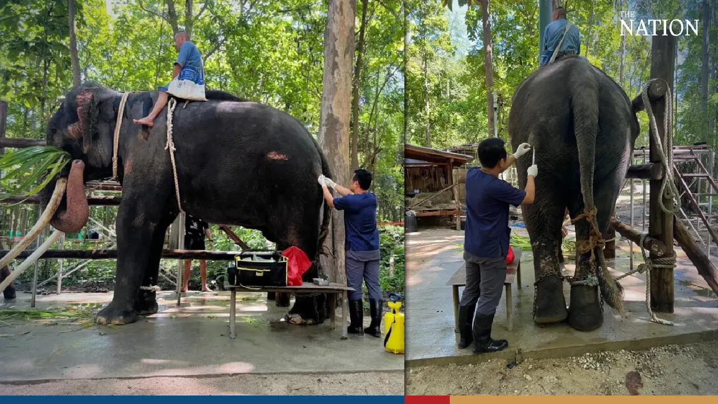 Plai Sak Surin adjusting to new surroundings as his wound starts healing Plai Sak Surin adjusting to new surroundings as his wound starts healing