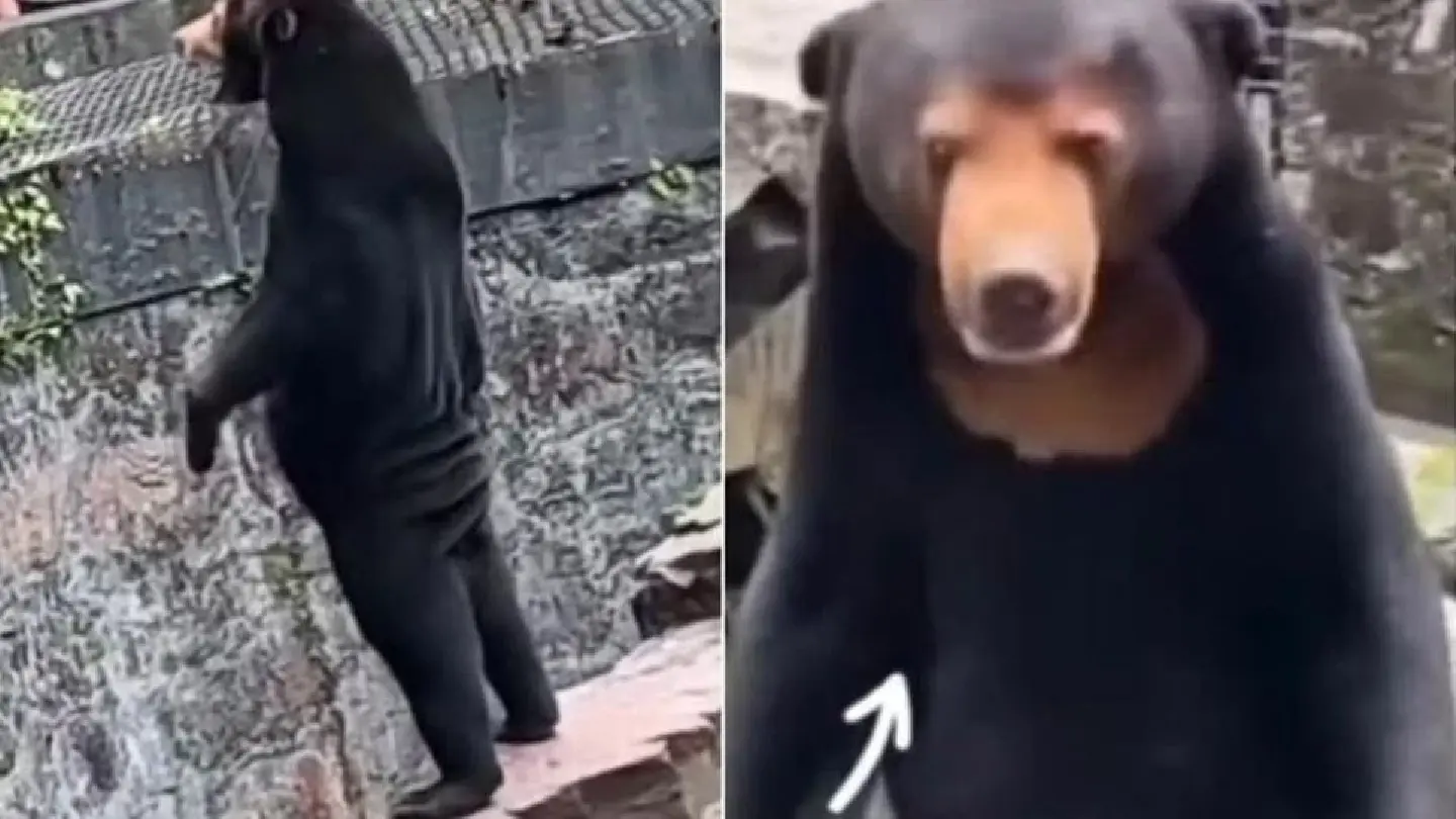 China zoo denies allegations that star attraction is a man in a sun bear costume