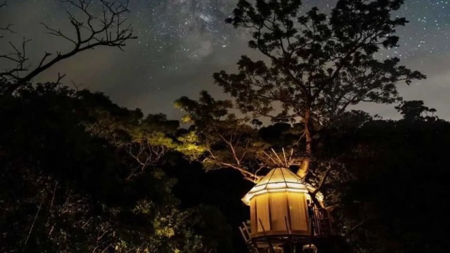 Japanese company to build luxury tree houses in Siem Reap Japanese company to build luxury tree houses in Siem Reap