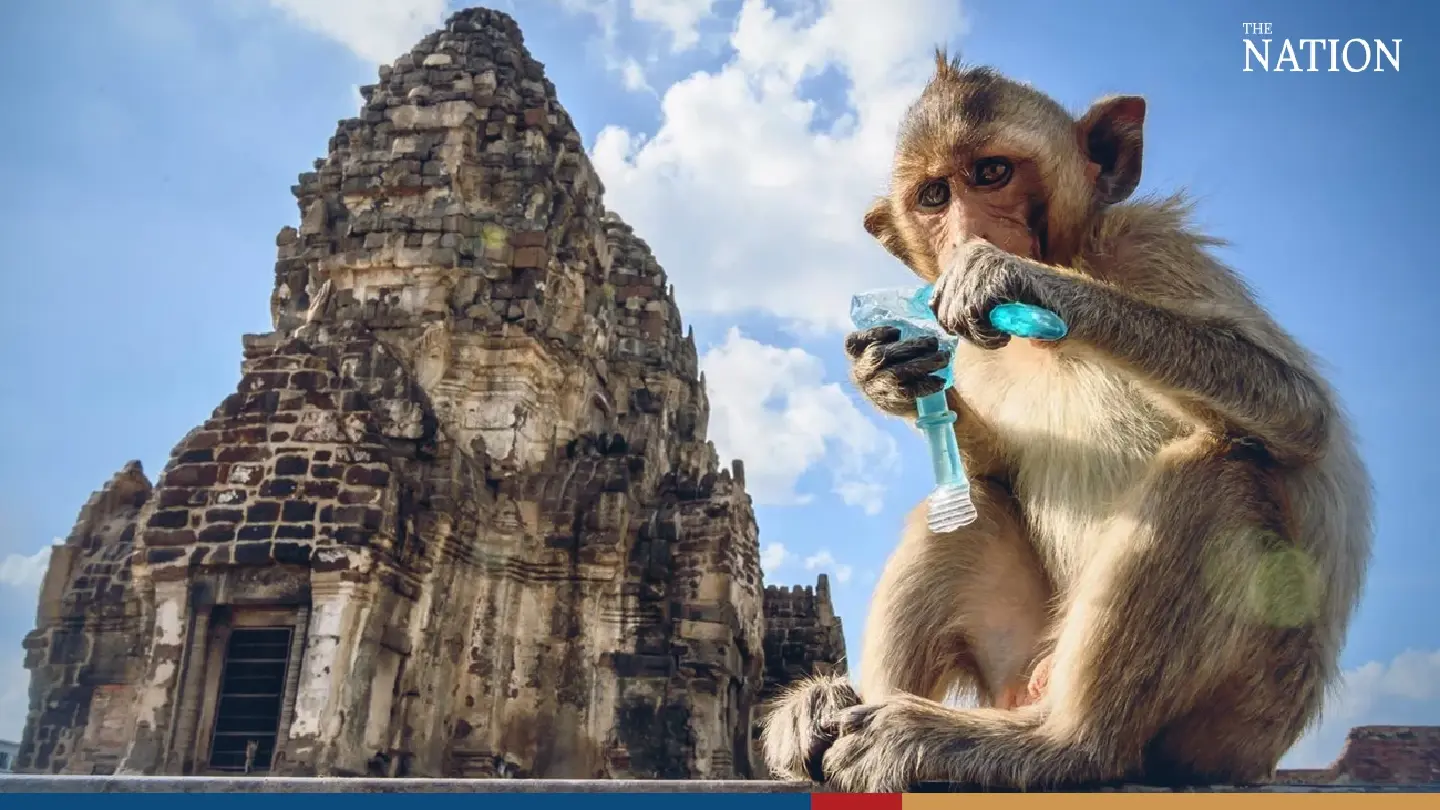Monkey population in Lopburi's old town surpasses 2,200 Monkey population in Lopburi's old town surpasses 2,200