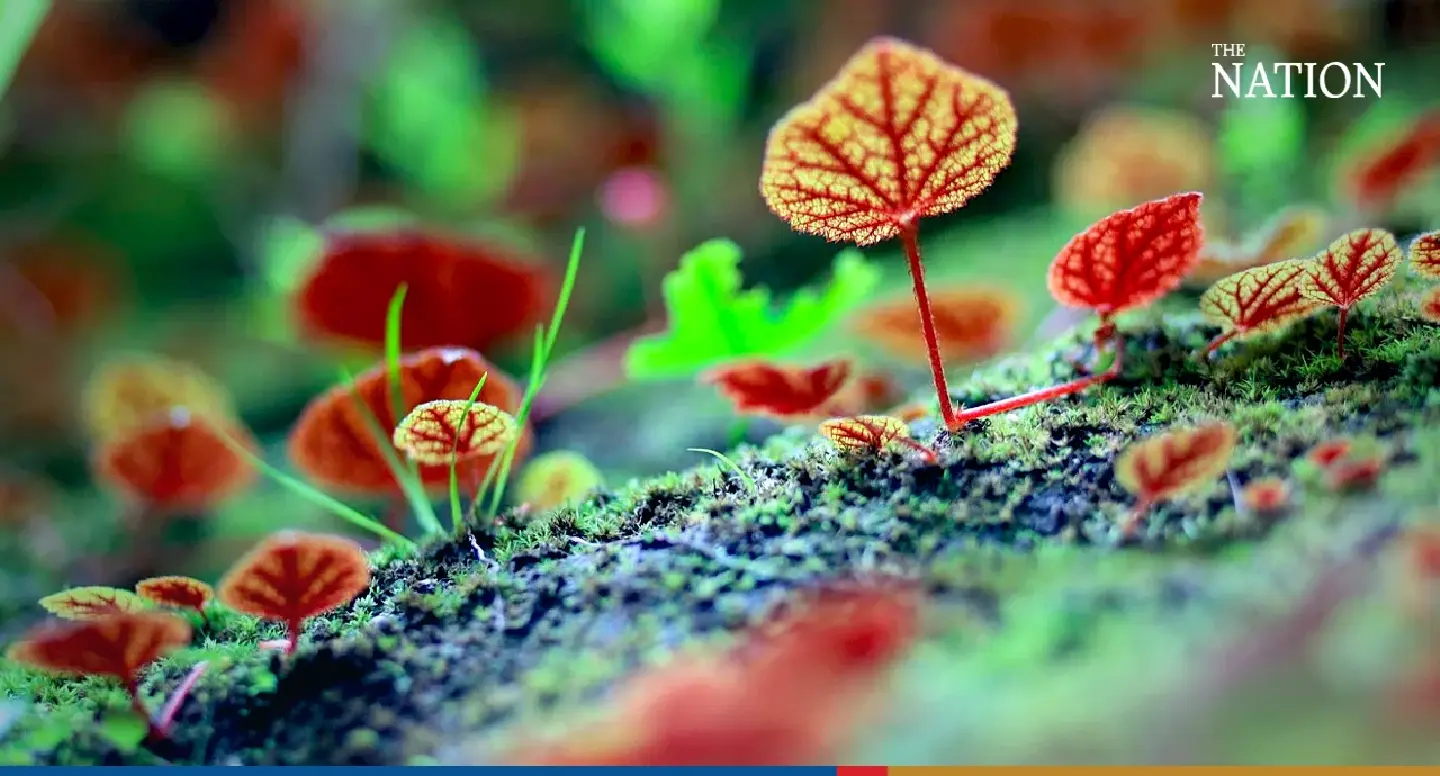 Bloom time at Phitsanulok national park as rains detonate colour explosion