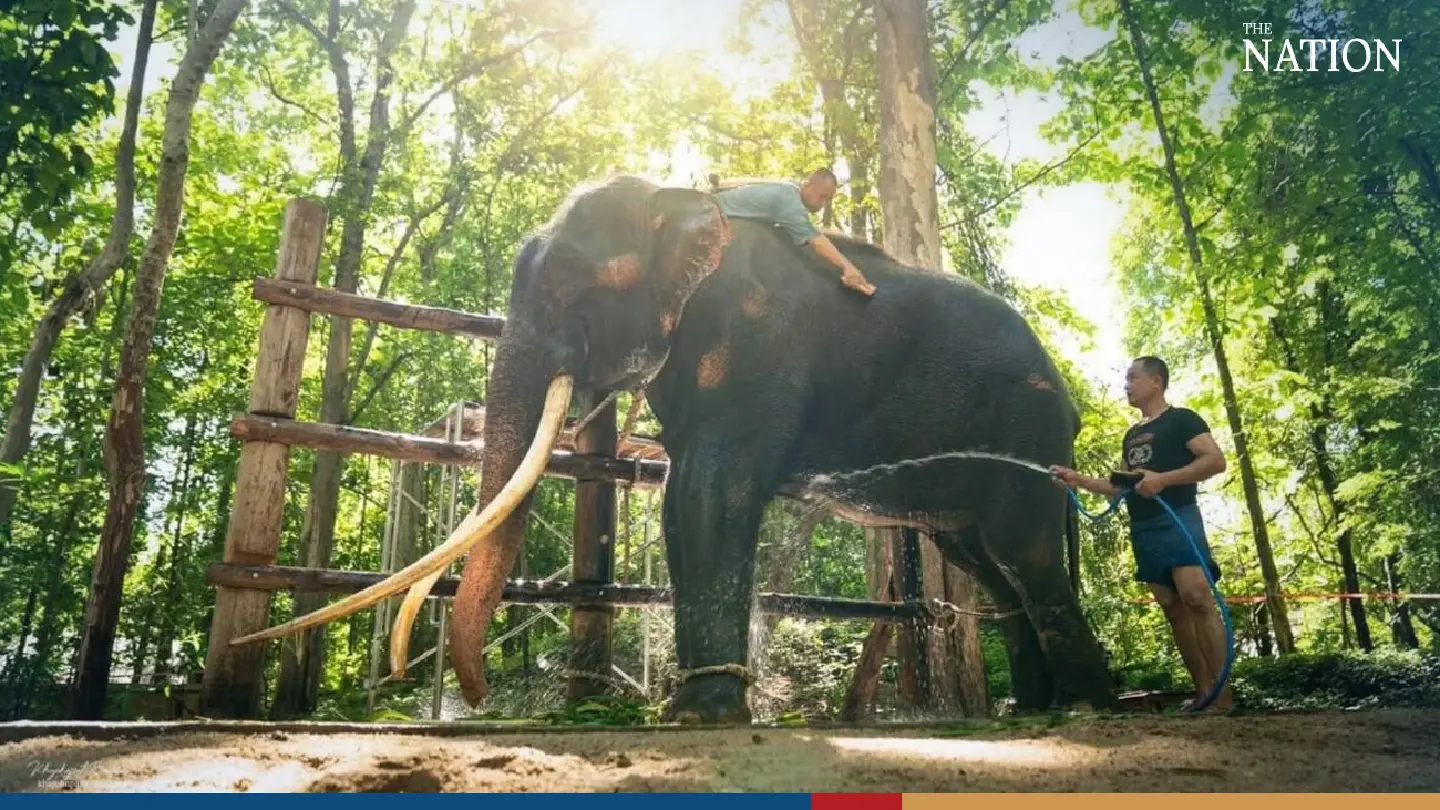 Plai Sak Surin eating well, sleeping well and free of disease, says vet Plai Sak Surin eating well, sleeping well and free of disease, says vet