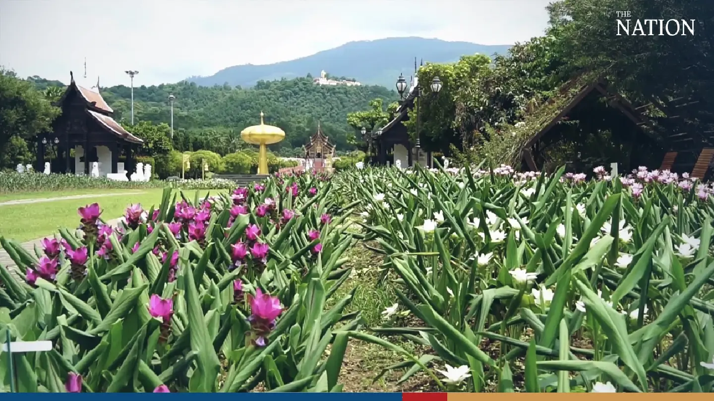 Chiang Mai’s Royal Park Rajapruek awash with colour as Siam tulips blossom