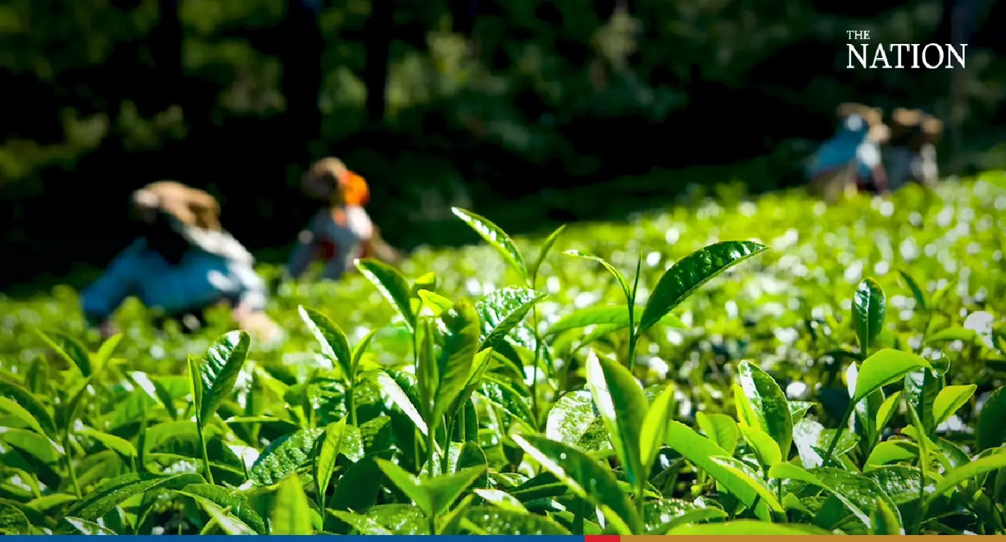 Thailand ranks 7th among world tea producers
