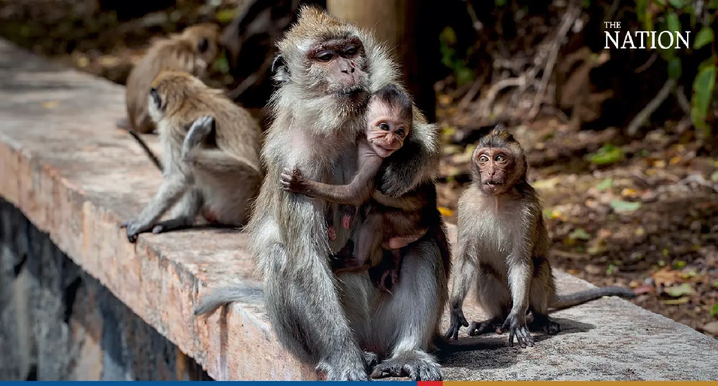 Monkey business: Locals complain as Phetchaburi overrun with thieving macaques