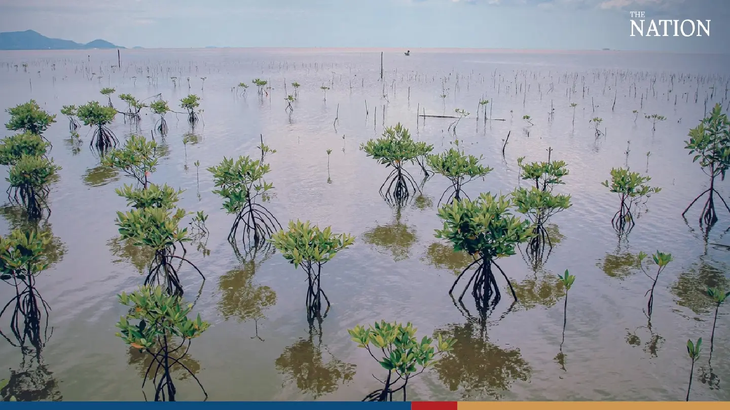 Thailand marks mangrove conservation day by calling for more cooperation