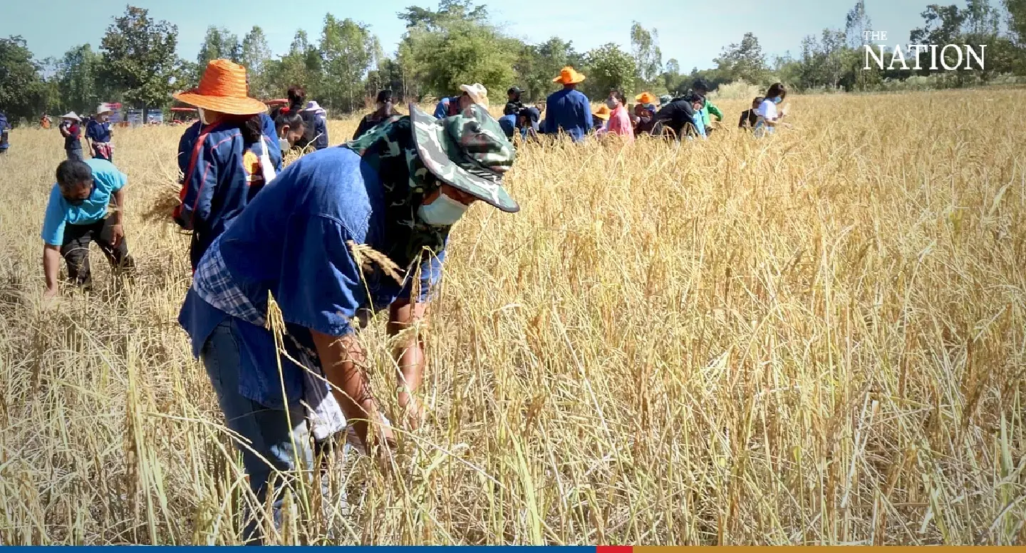 El Niño phenomenon sends rice prices soaring El Niño phenomenon sends rice prices soaring