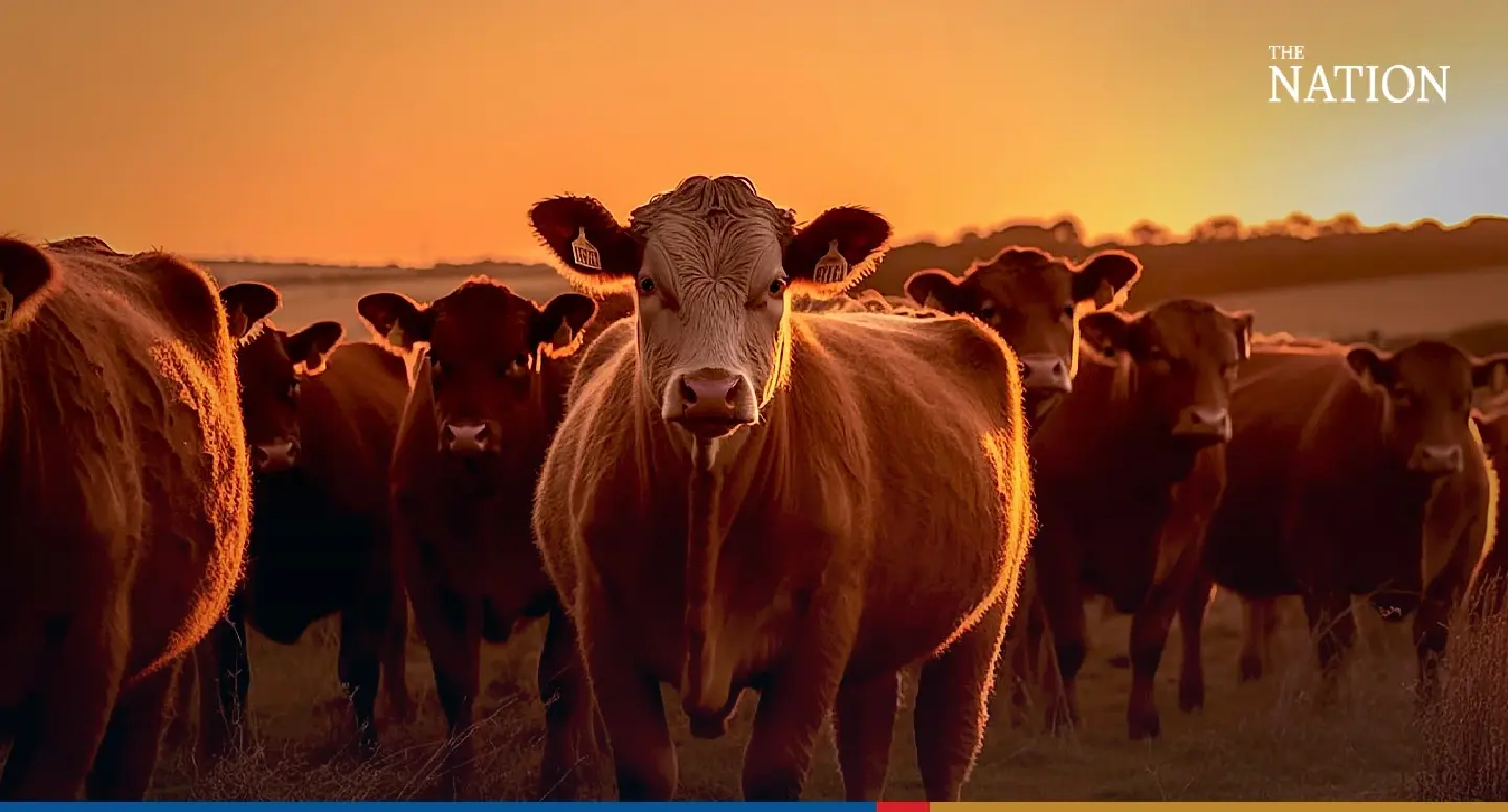 Vietnam eyes 7,000 heads of cattle from Thailand this year Vietnam eyes 7,000 heads of cattle from Thailand this year