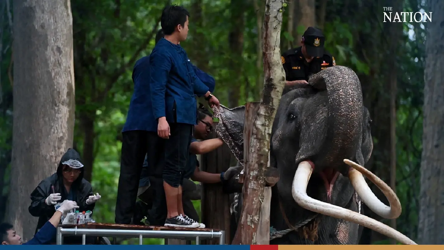 Thailand to share elephant wisdom with Sri Lanka after return of sick jumbo Thailand to share elephant wisdom with Sri Lanka after return of sick jumbo