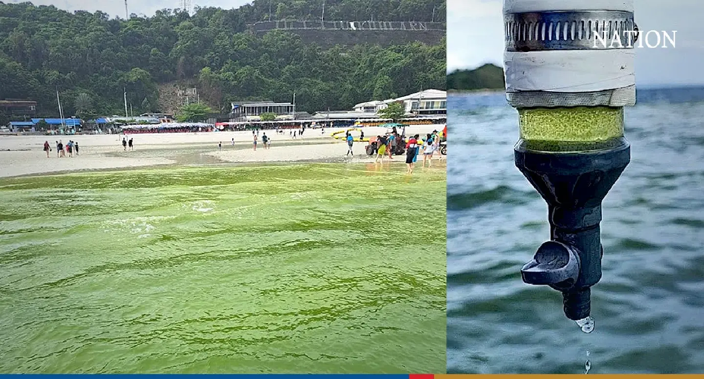 Plankton boom turning sea around Koh Lan murky green in 5 sites