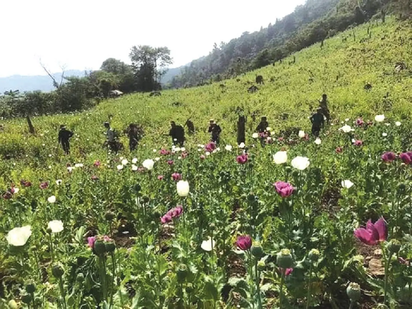 More than 47,000 families growing crops in Laos to replace opium poppies