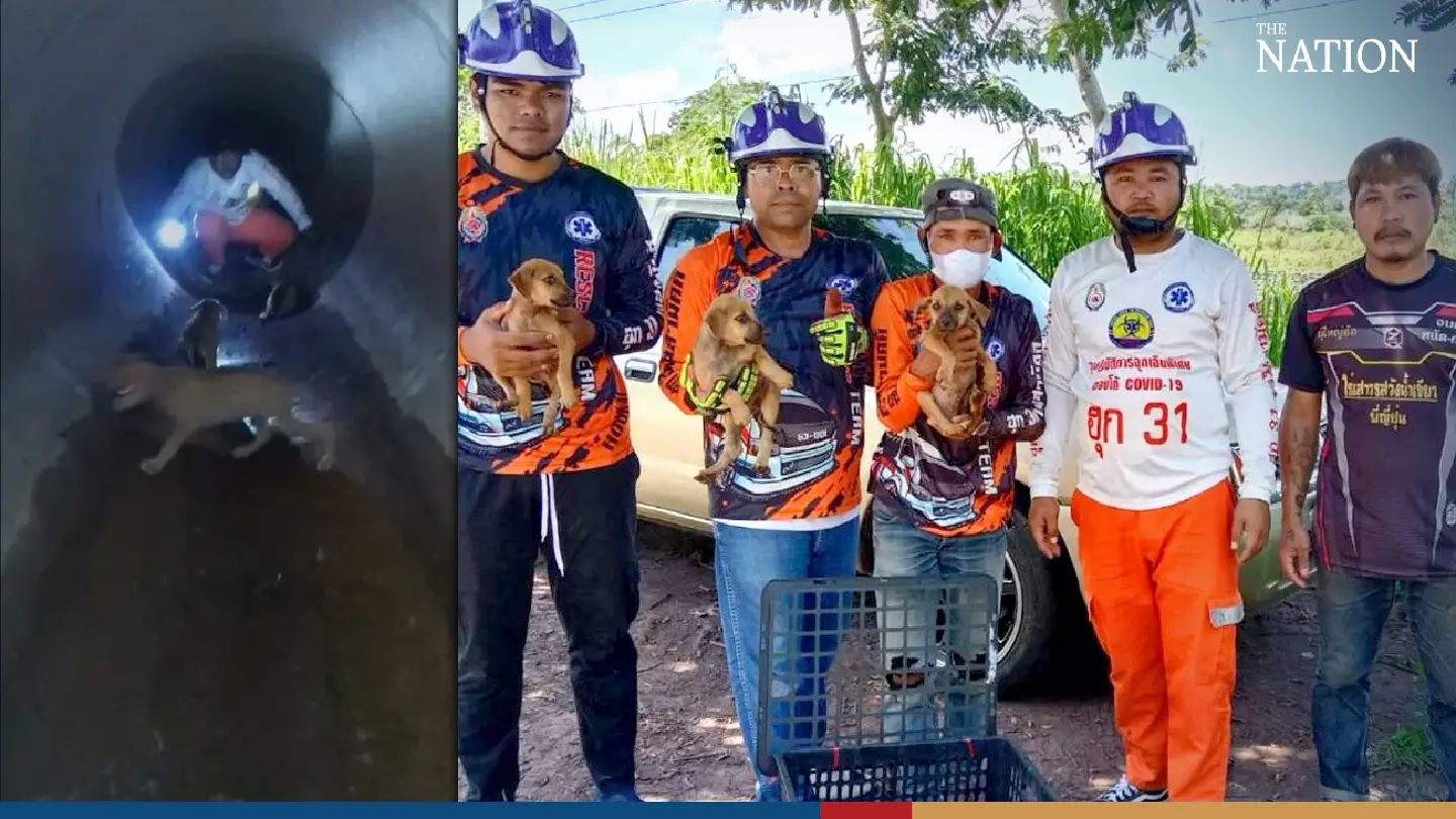 Hook 31 comes to rescue of 4 pups trapped in Korat sewage system