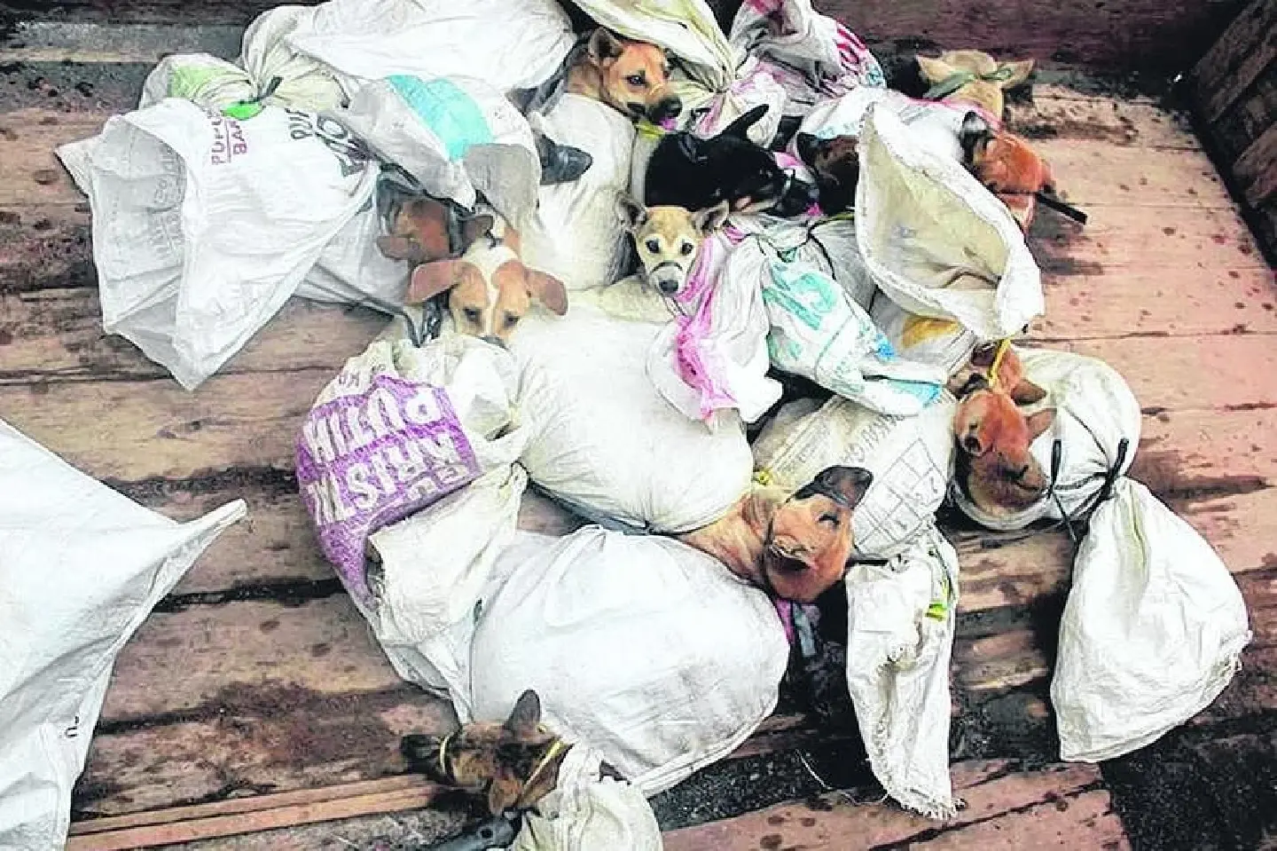 Dog and cat meat trade banned at infamous North Sulawesi market in Indonesia Dog and cat meat trade banned at infamous North Sulawesi market in Indonesia