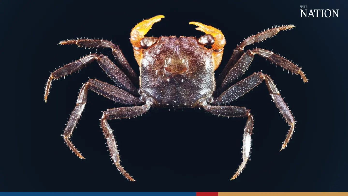 Thai, Singaporean researchers discover new freshwater crab species