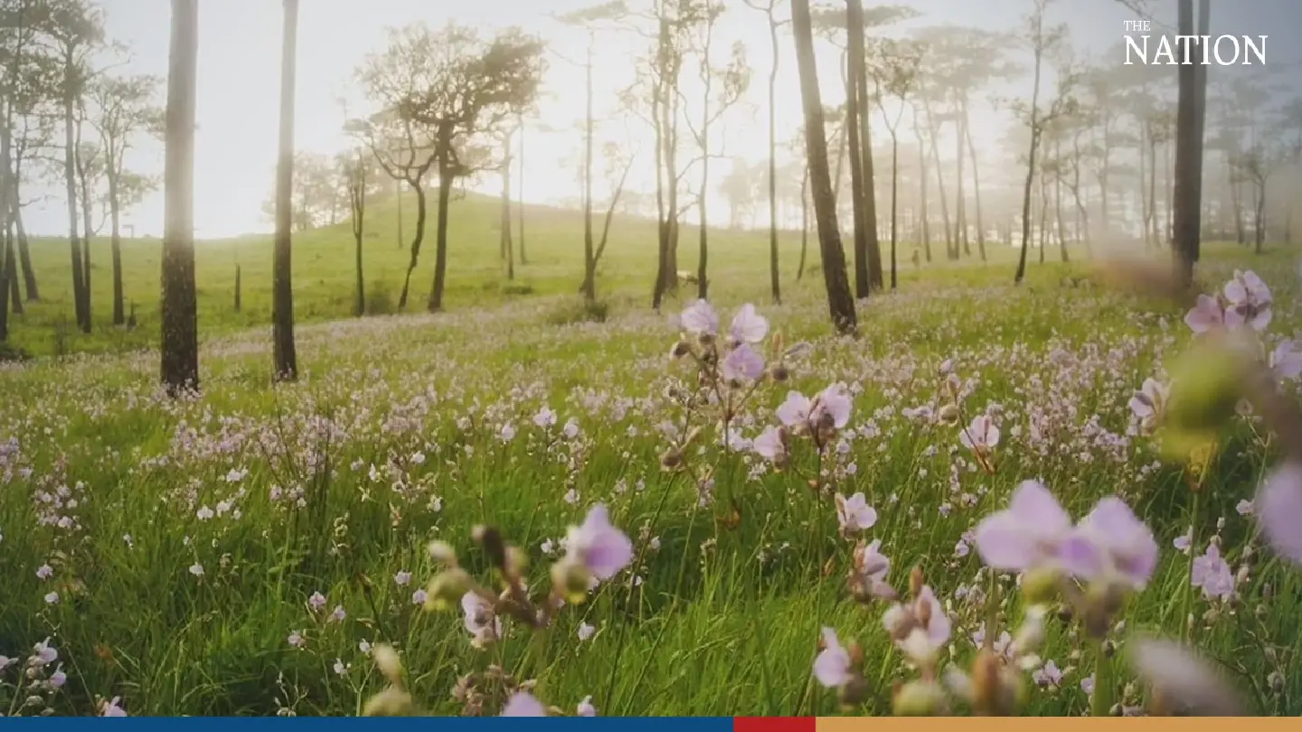 Phu Soi Dao National Park to reopen on Friday Phu Soi Dao National Park to reopen on Friday