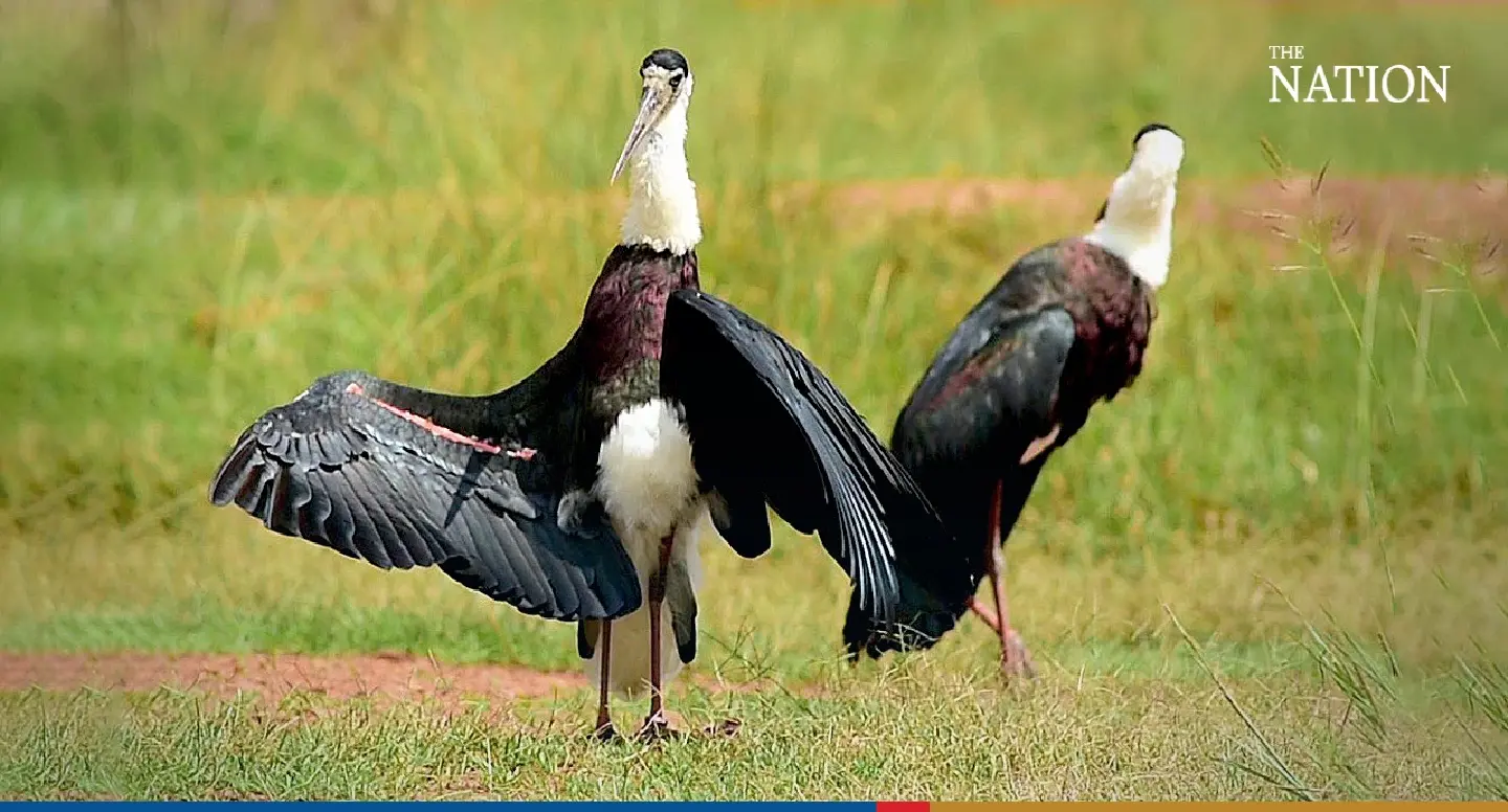 Buri Ram releases 5 rare storks as part of efforts to preserve endangered species