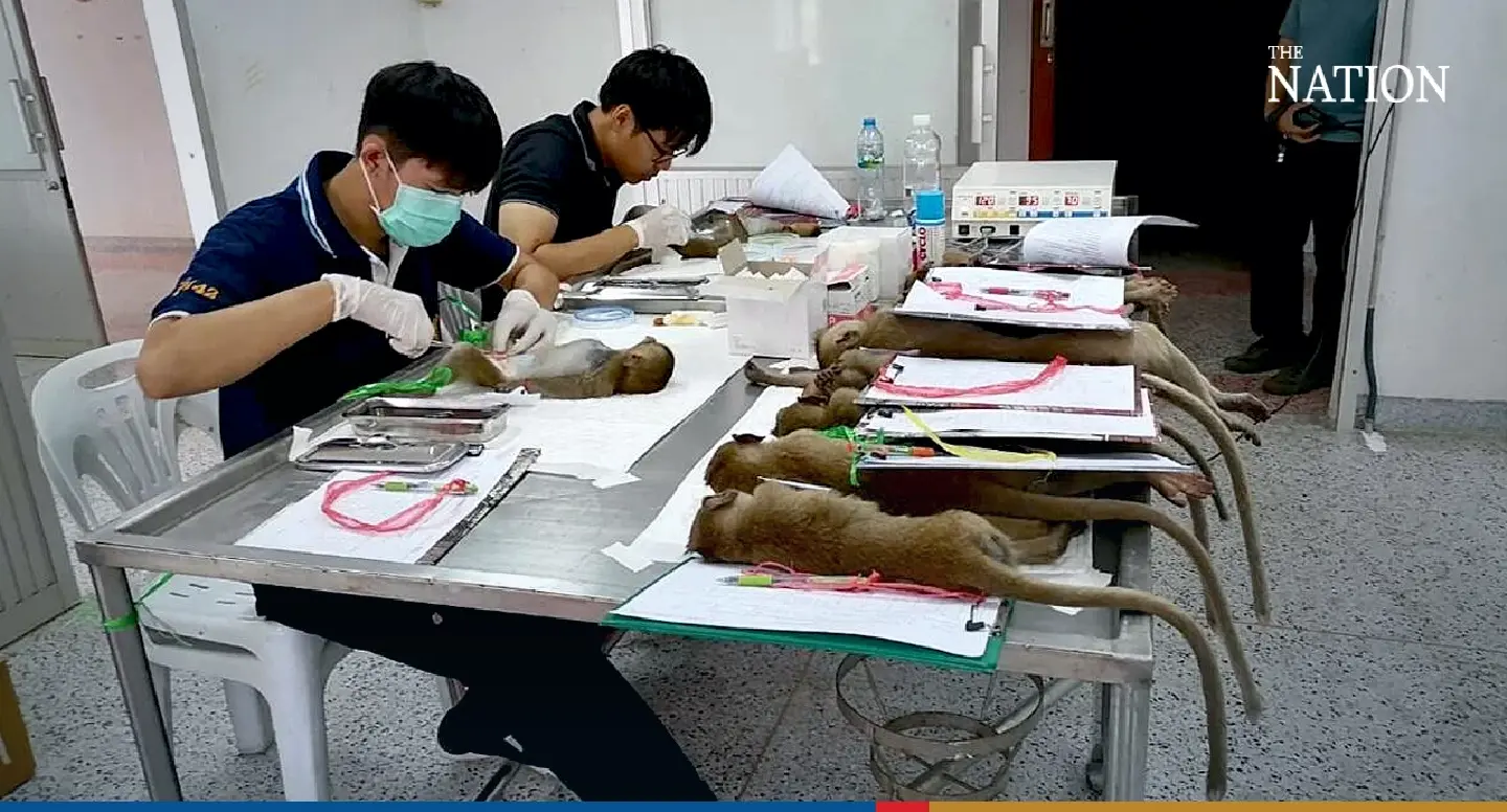 Battle for Lopburi: Monkeys sterlised as people fight to retake town