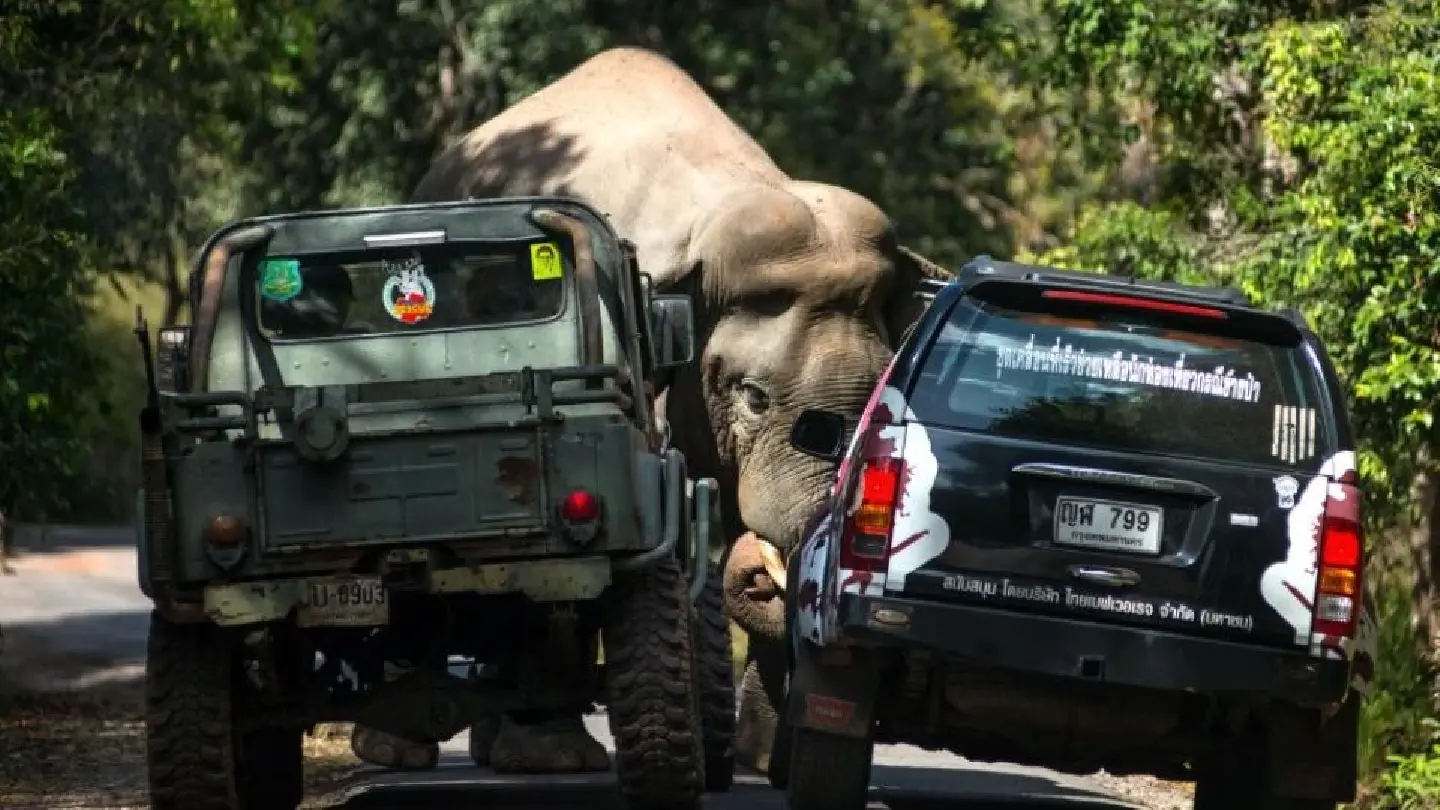 Thais see ‘elixir’ as solution to human-elephant conflict Thais see ‘elixir’ as solution to human-elephant conflict