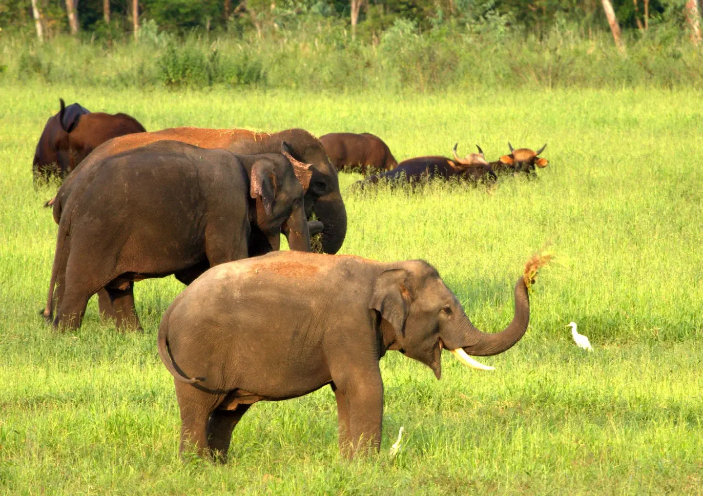 WWF calls for 'Elly Allies,' inviting collaborators at launch of new regional Asian elephant initiative WWF calls for 'Elly Allies,' inviting collaborators at launch of new regional Asian elephant initiative