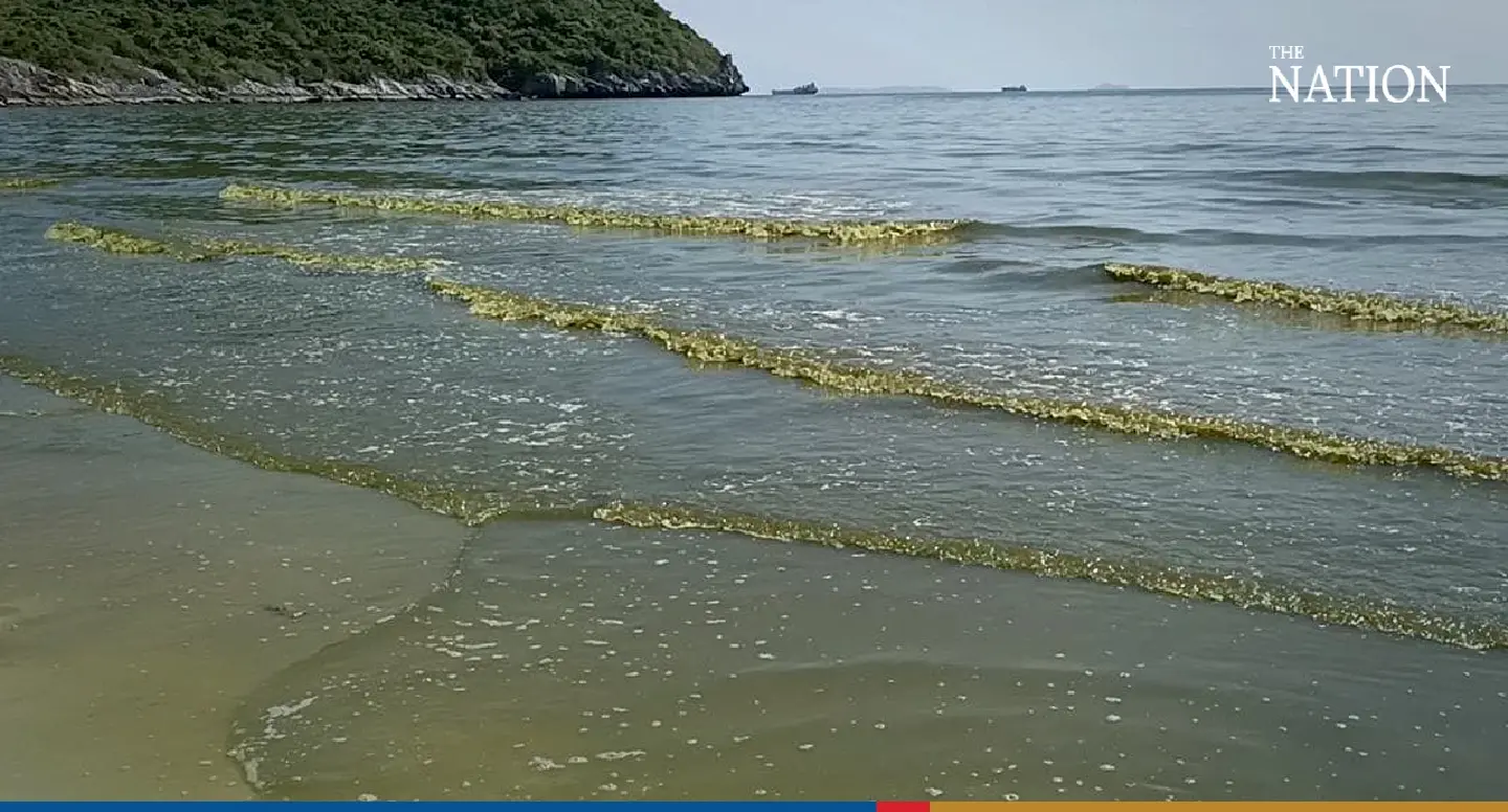 Visitors to Chonburi’s Sriracha Beach greeted with foul-smelling seawater and dead fish