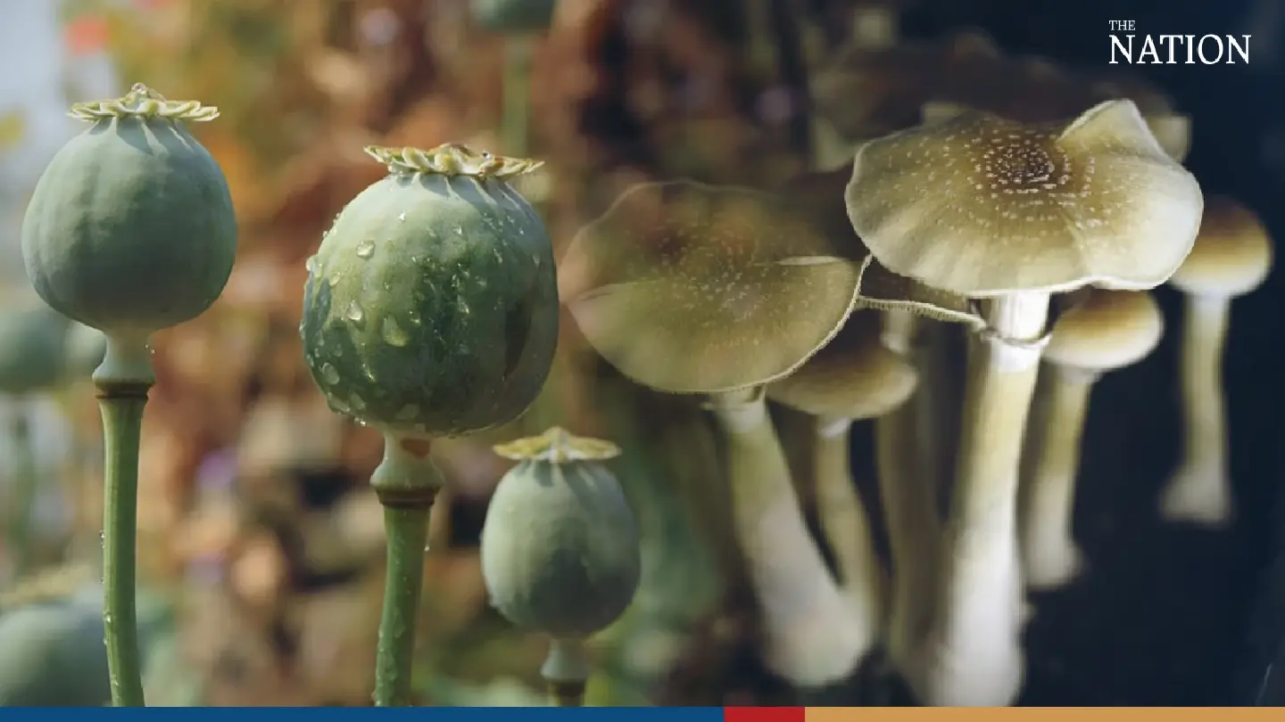 Thailand to grow opium, magic mushrooms to produce morphine, anti-depressants Thailand to grow opium, magic mushrooms to produce morphine, anti-depressants