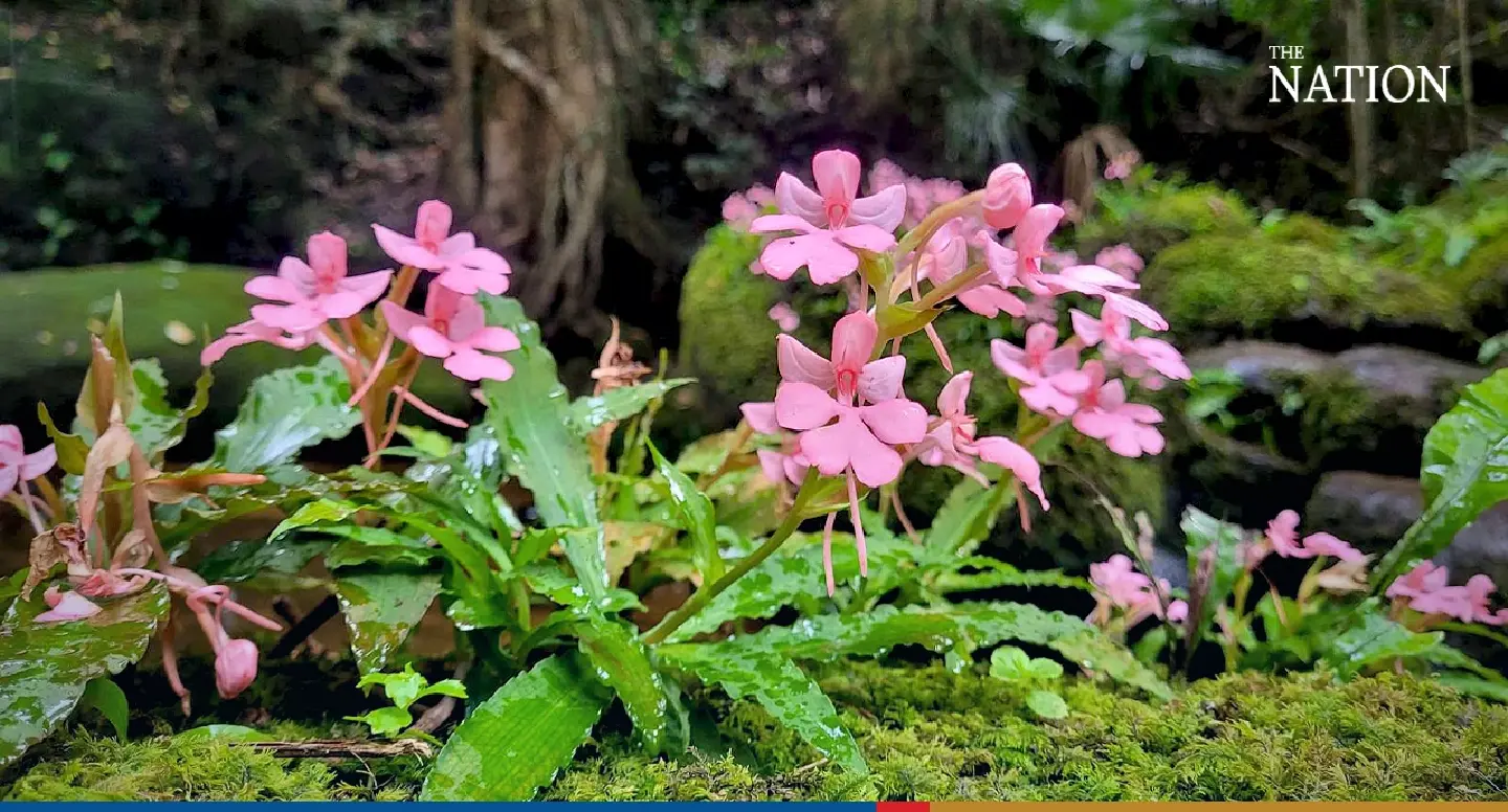 Tourists invited to make their way to Phitsanulok waterfall to enjoy beauty of rare snapdragons