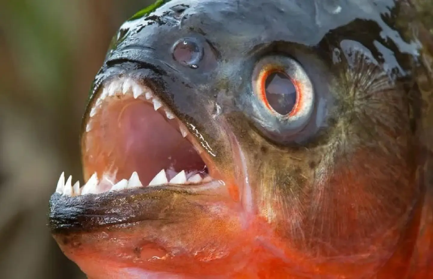 Cambodia clamp down on piranha importation and online marketing